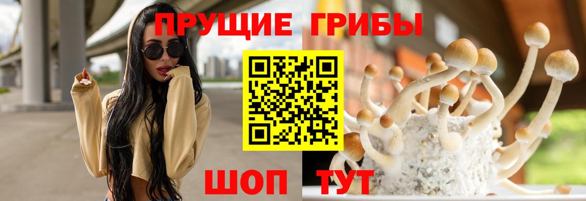 Галлюциногенные грибы Psilocybine cubensis Грозный